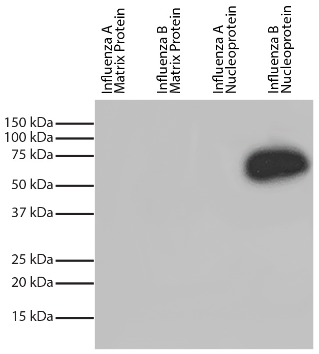 Influenza B, Nucleoprotein Antibody [1H7a] (HRP)