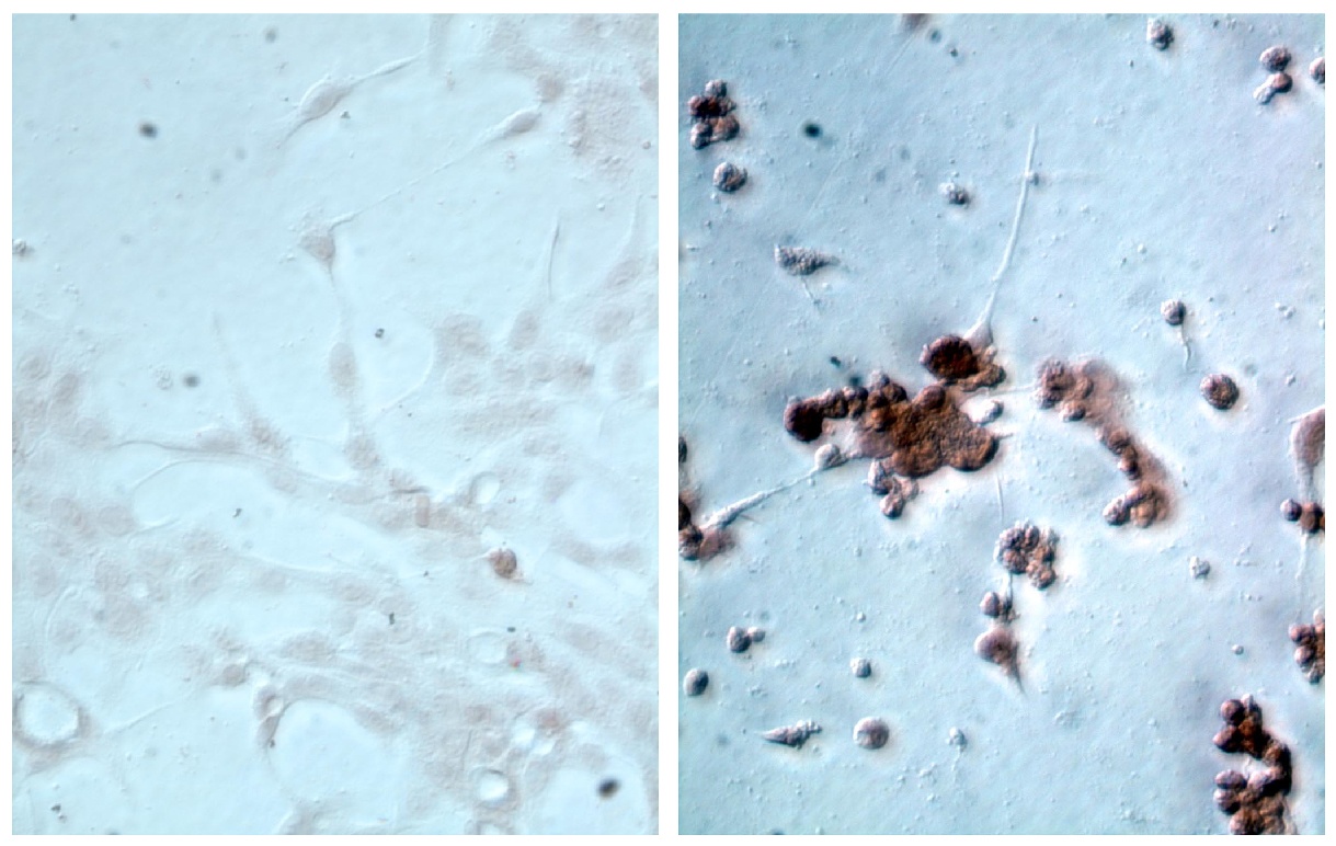 Influenza A, Matrix Protein Antibody [FluAc] (HRP)