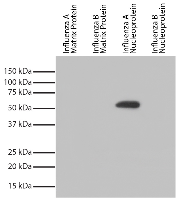 Influenza A, Nucleoprotein Antibody [FluA-NP 4F1]