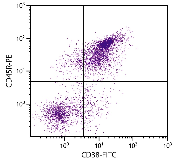 Cd38 Antibody (FITC)