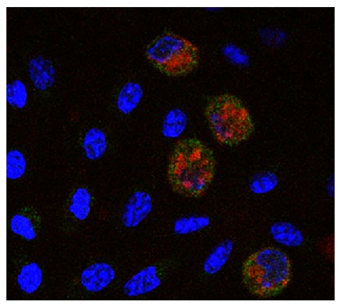 Monocyte/Macrophage Antibody [KUL01] (PE)