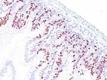 BrdU Antibody [SPM537]