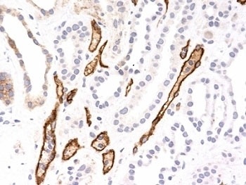 Complement 4d Antibody [SPM545]