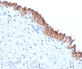 MAML2 Antibody [MMLP2-1]