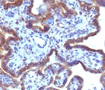 MAML3 Antibody