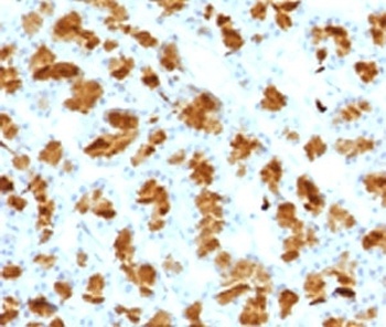 CELA3B Antibody