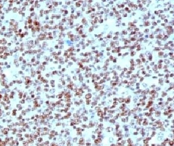 Nucleolin Antibody [NPC23-2]
