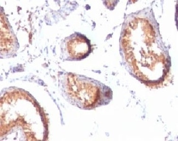 PMEL Antibody