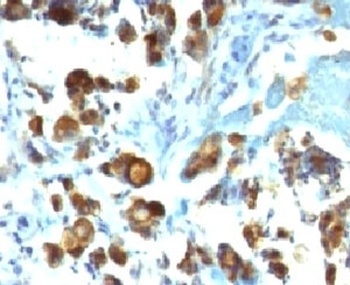 MUC3A Antibody