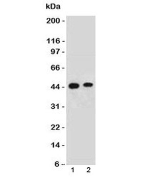 FBXO5 Antibody