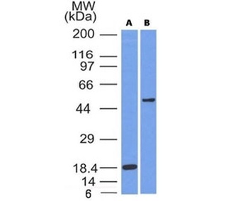 SOX10 Antibody