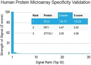 Bcl6 Antibody [BCL6/1527]