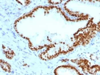 FOXA1 Antibody