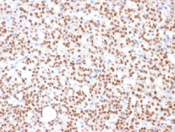 PAX8 Antibody