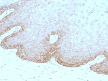 FAT2 Antibody
