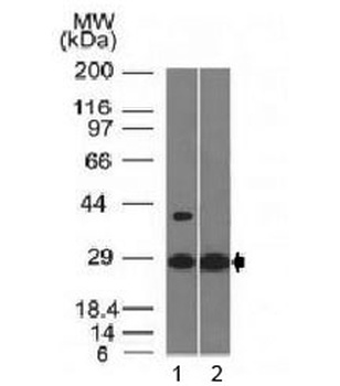 EPO Antibody