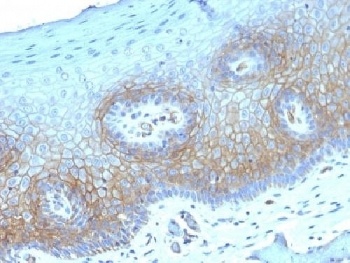 Thrombomodulin Antibody [THBD/1782]