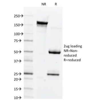 Connexin 32 Antibody [M12.13]