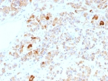 CGA Antibody