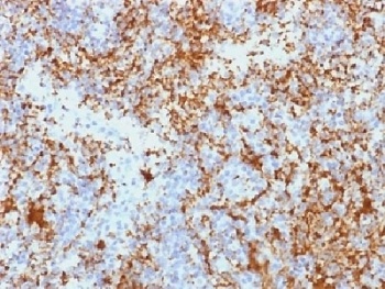 ITGB3 Antibody