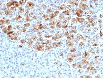 SERPINA3 Antibody
