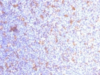 ITGAX Antibody