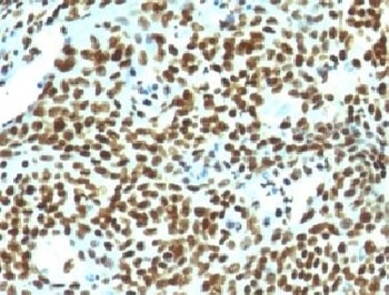Nuclear Marker Antibody [NM106]