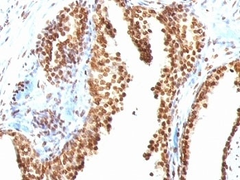 dsDNA Antibody [AE-2]