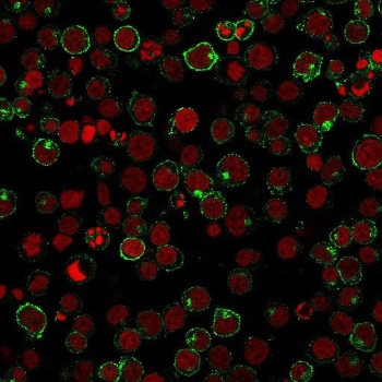 CD28 Antibody