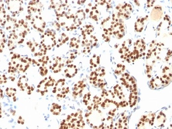 TLR2 Antibody