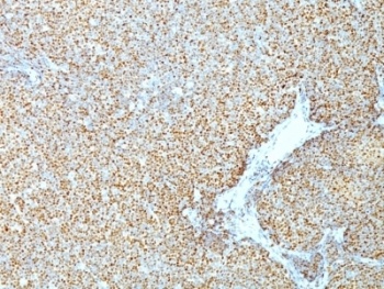 CCND1 Antibody