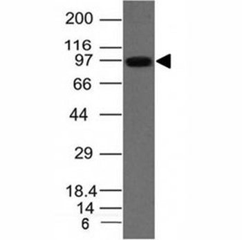 UACA Antibody