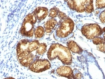 MUC6 Antibody