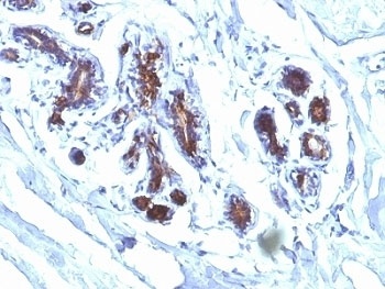 Lactadherin Antibody [EDM45]