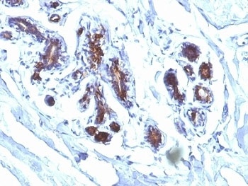 MFGE8 Antibody