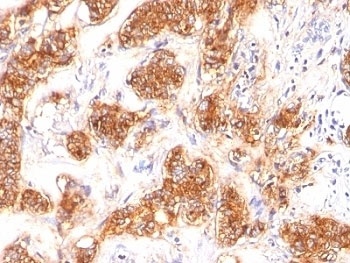 MFG-E8 Antibody [SPM291]