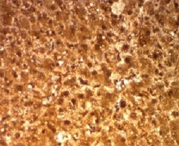 ARG1 Antibody