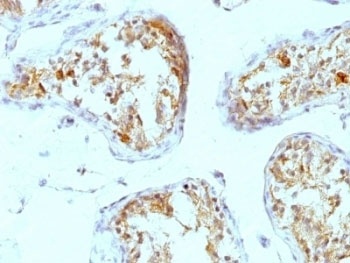 Perlecan Antibody [A7L6]