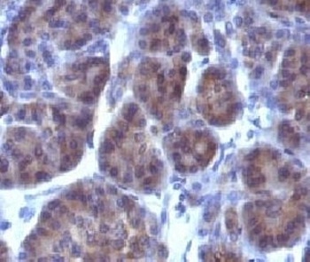 GLG1 Antibody