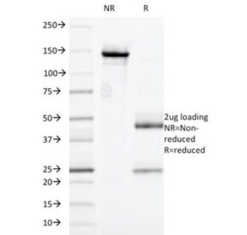 FCGR2A Antibody