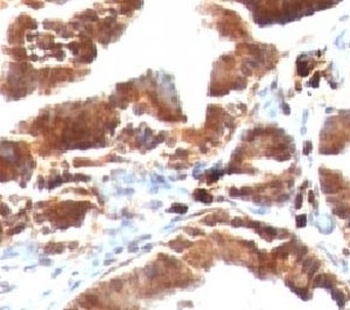 TOP1MT Antibody [TOP1MT/488]