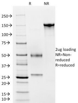 CD4 Antibody