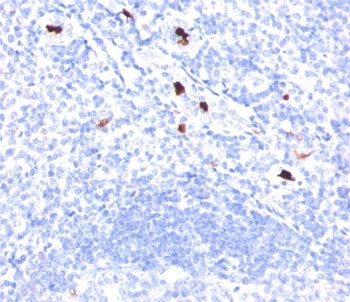 Myeloid Cell Marker Antibody [BM-1]
