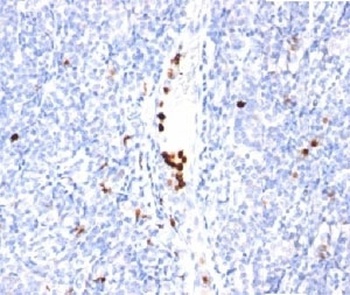 Granulocyte Marker Antibody [BM-2]
