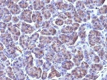 Golgi Complex Antibody [371-4]