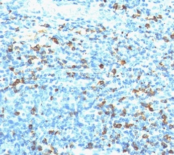 Biotin Antibody [Hyb-8]