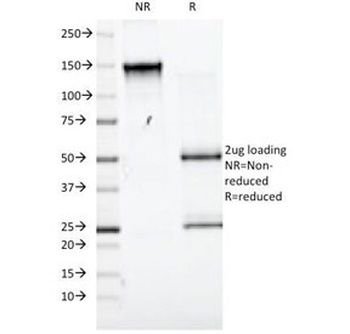 SLC3A2 Antibody