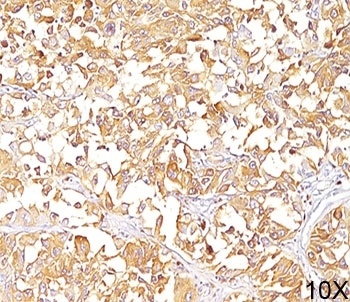 gp100 Antibody [HMB45]