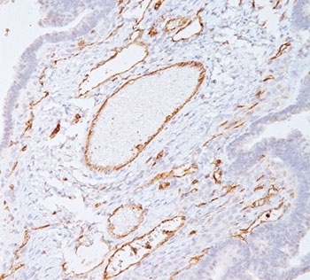 PECAM-1 Antibody [C31.7]
