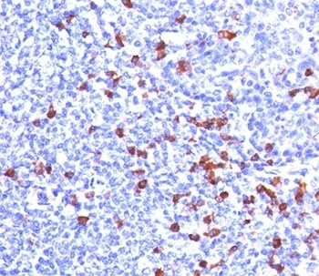 IGKC Antibody